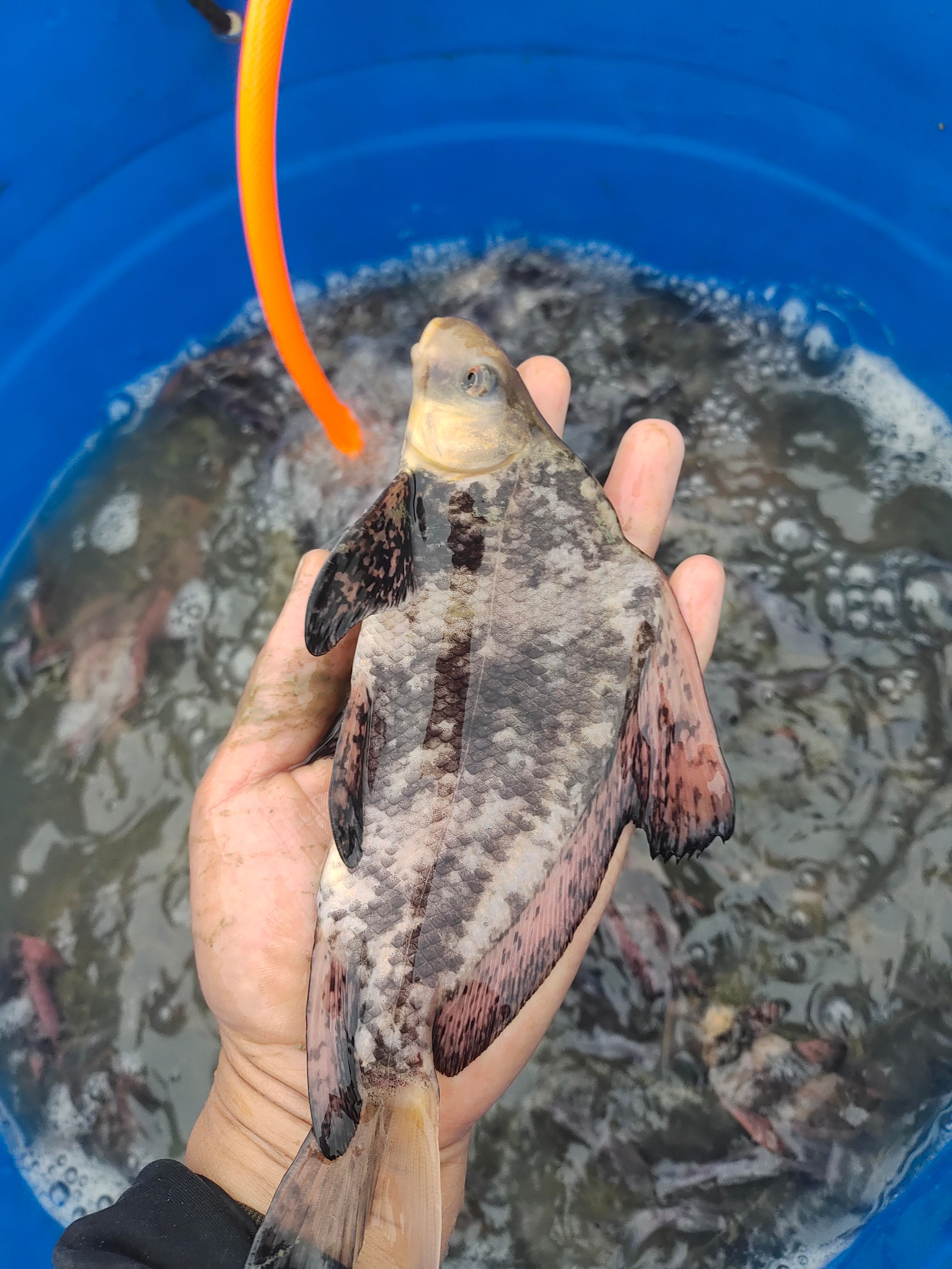 桂华鲮（青鳟青衣鱼）金沙鲈鲤岩鲤青波雅鱼青龙棒胭脂石扁条