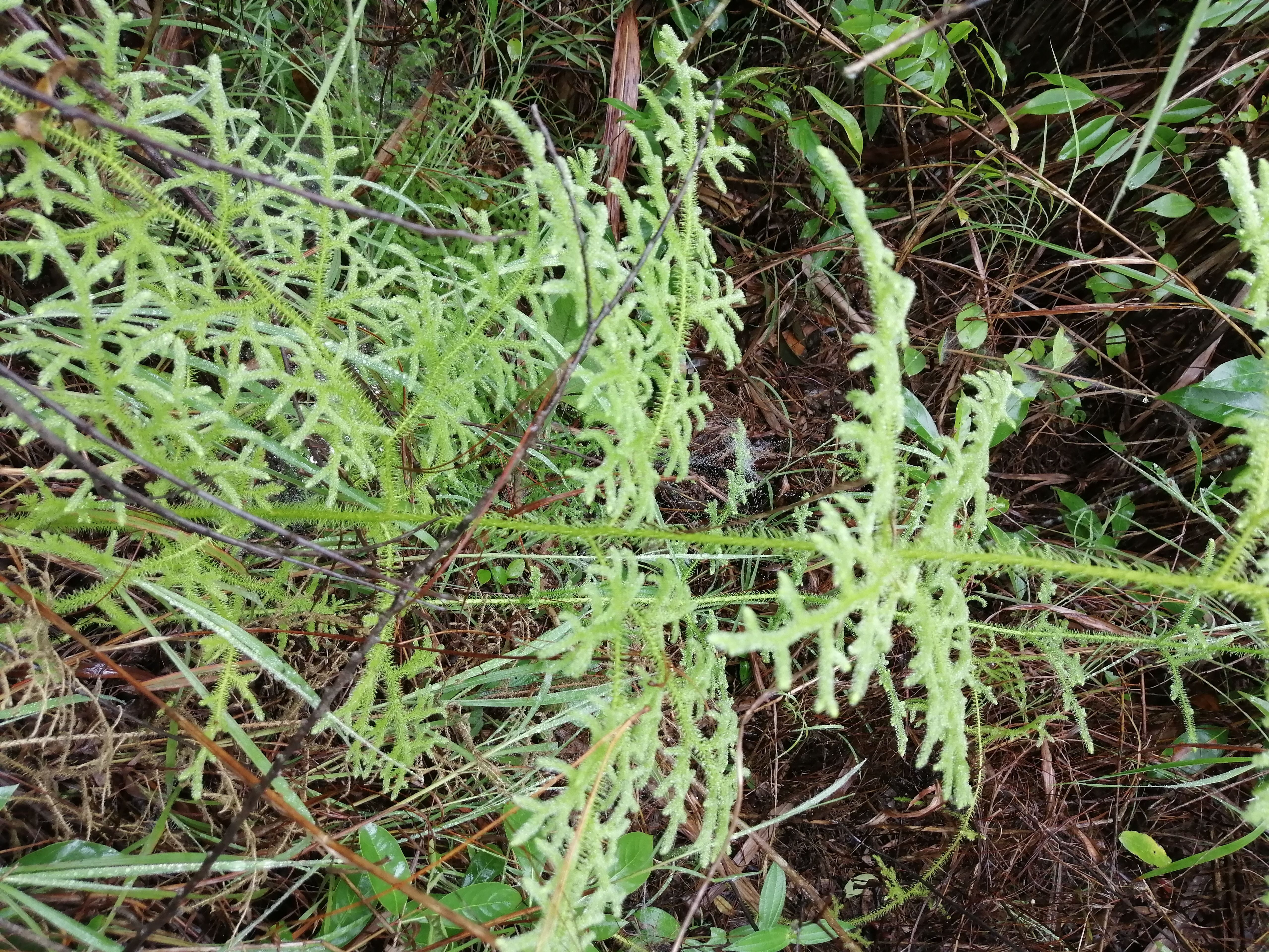 伸筋草，鲜货