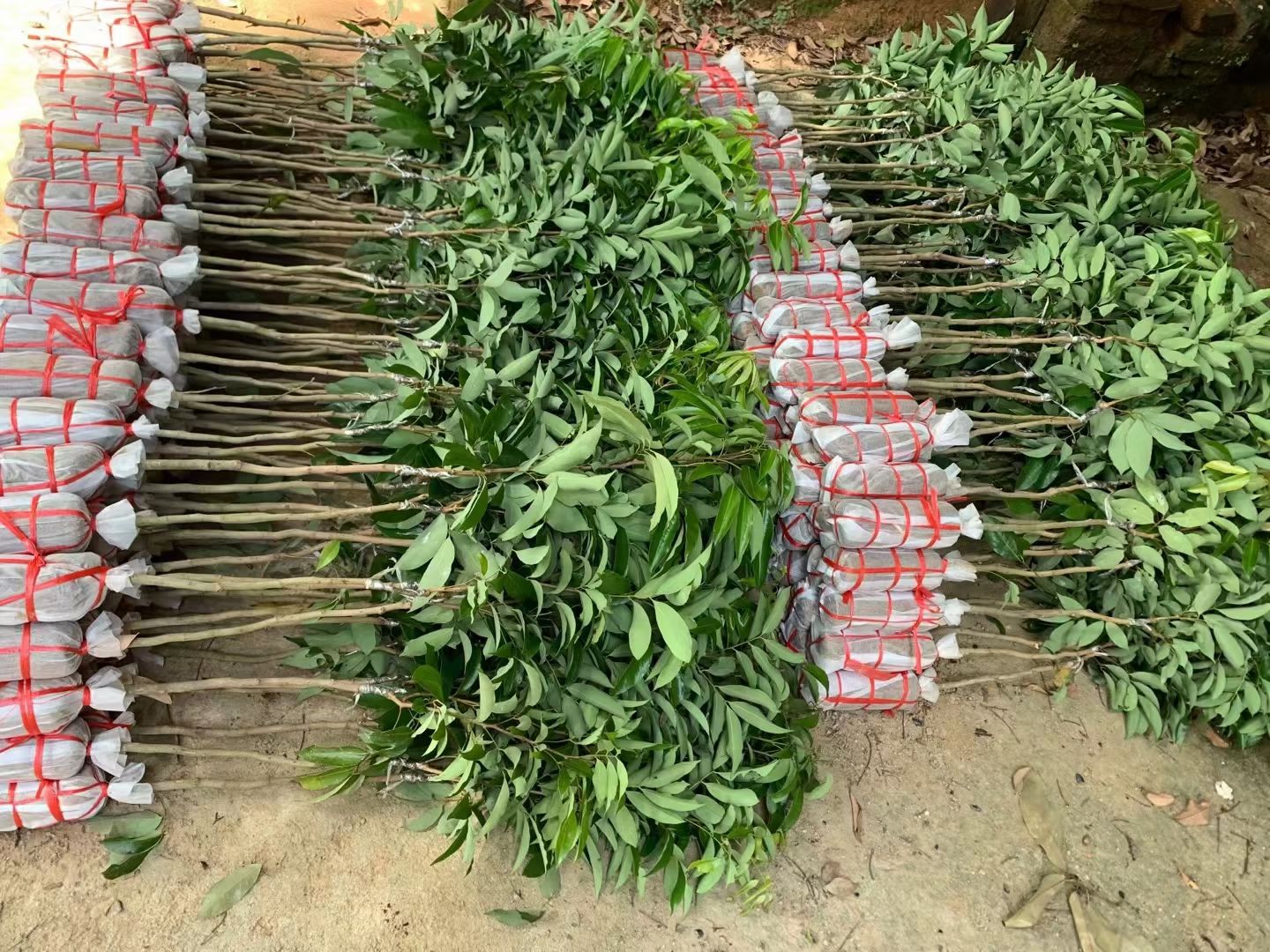 无核荔枝苗 嫁接苗 裸根苗