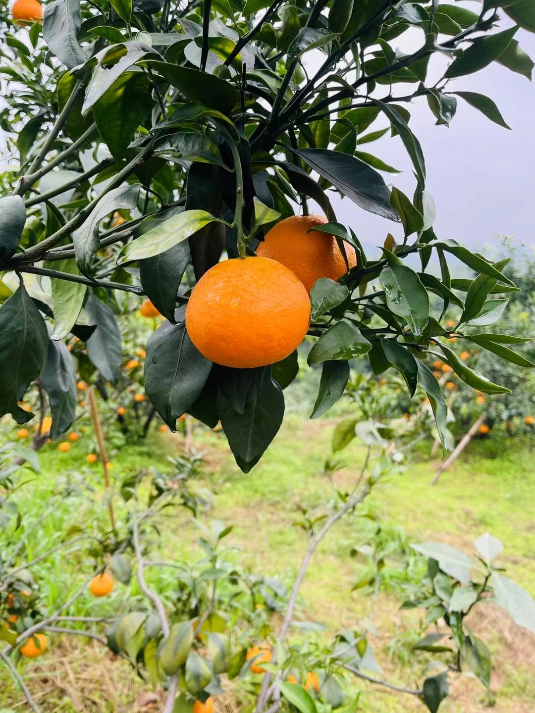 爱媛橙  四川爱媛果冻橙