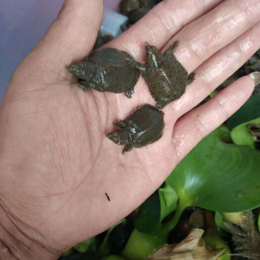 昭通甲鱼苗，不择气侯，简单易养，