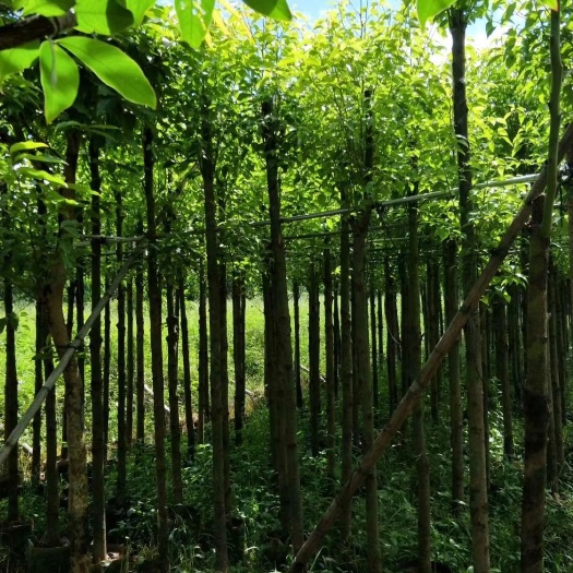 揭阳香樟