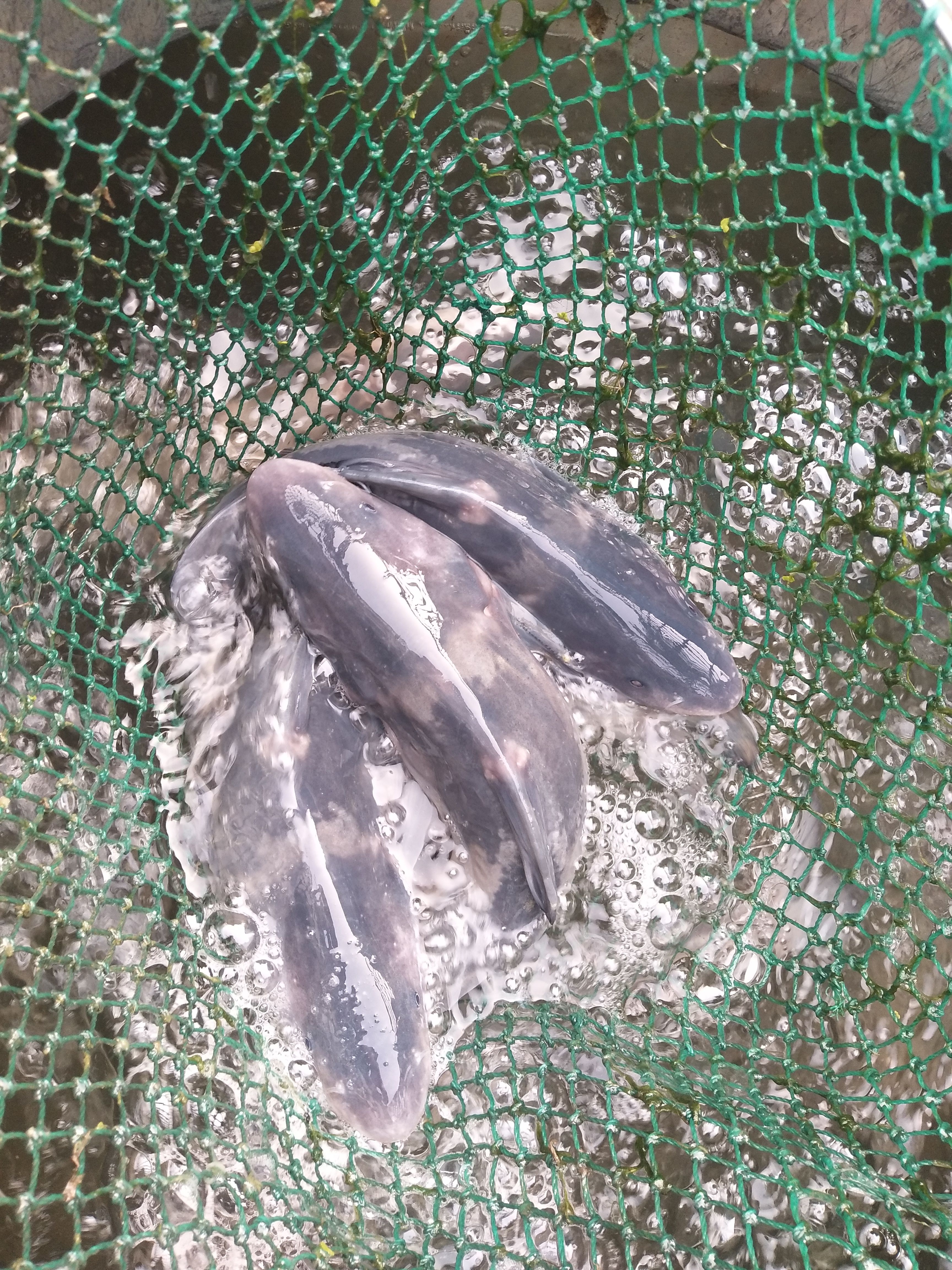 长吻鮠（鮰鱼，江团，肥沱，肥王鱼，淮王鱼）江团鱼苗长吻鮠鱼苗