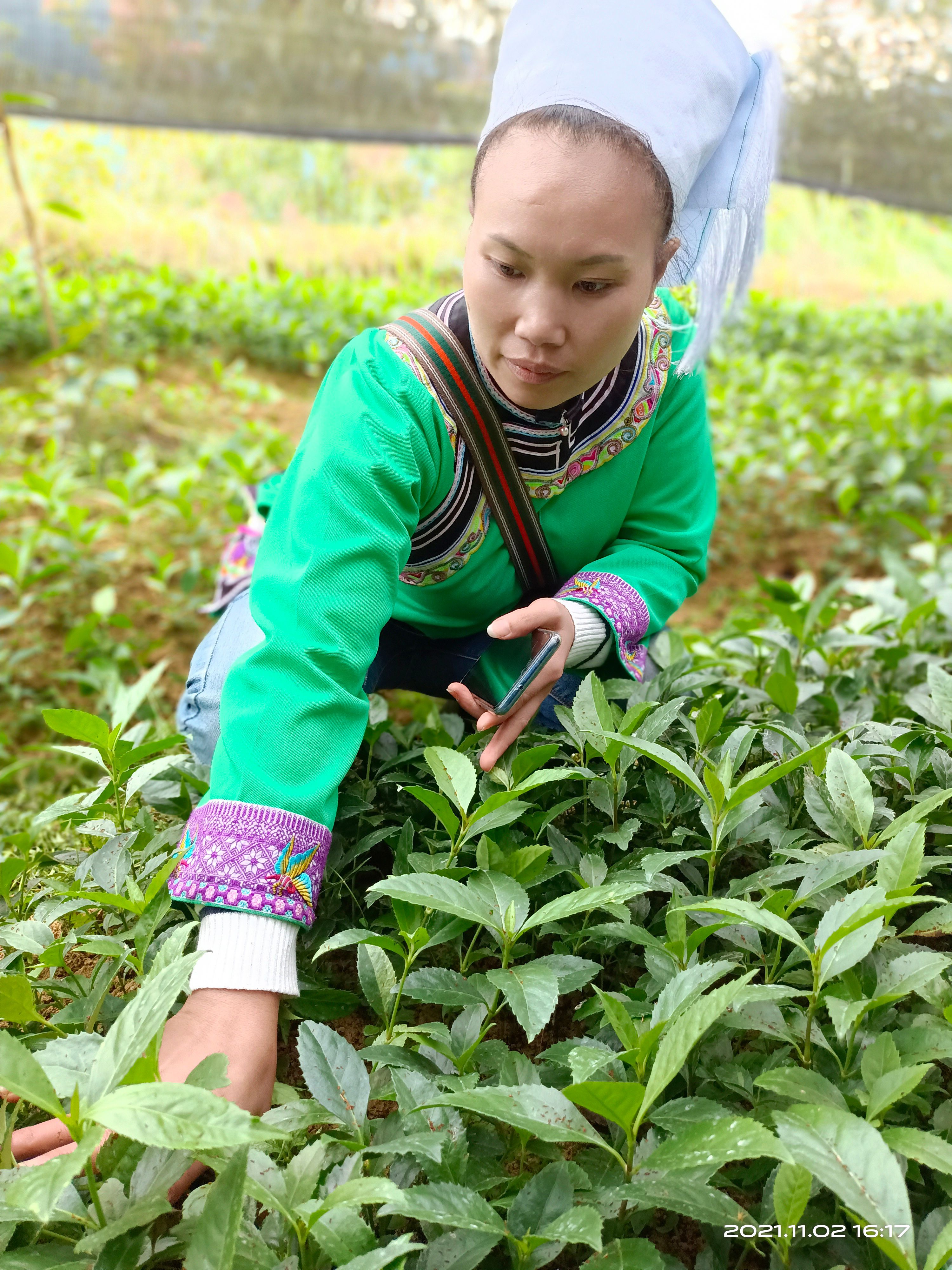 草珊瑚，节骨茶时生苗