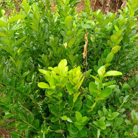 灵山县广西香水柠檬苗
