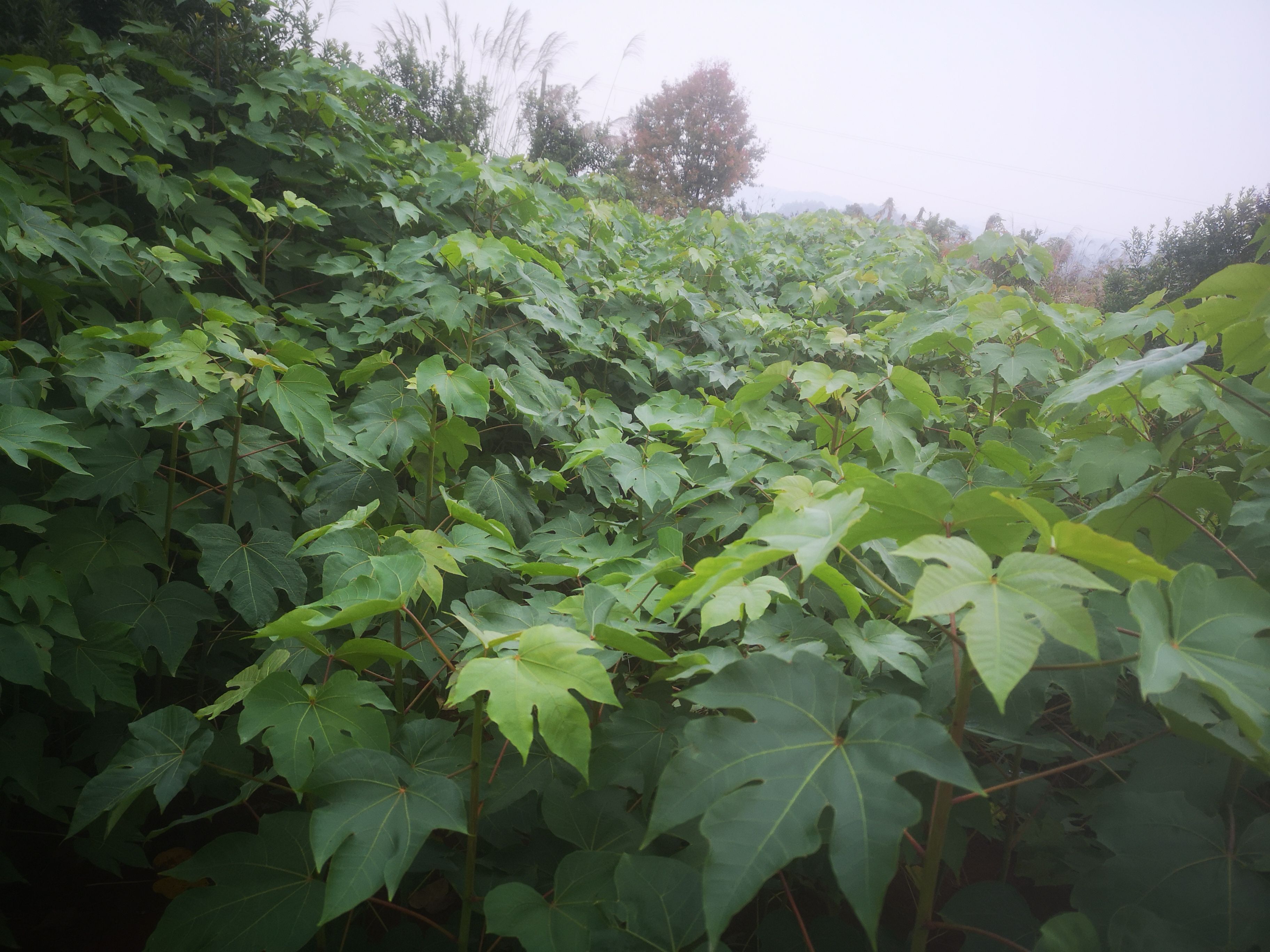 油桐树苗荒山造林，矿区修复，园林绿化