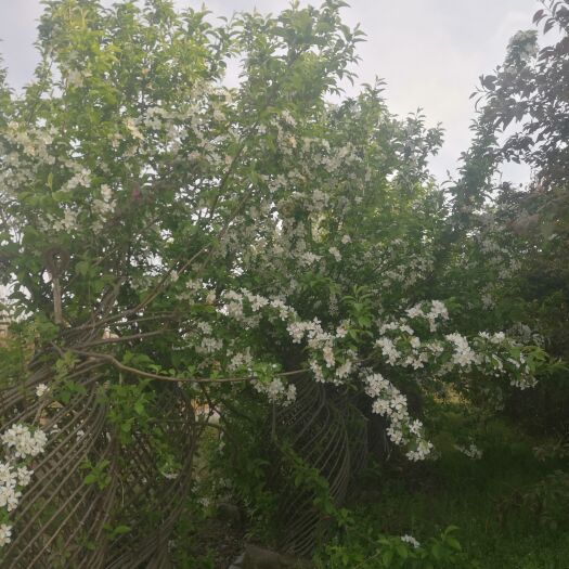 花瓶海棠苗木 造型海棠树桩 四季海棠花瓶树桩