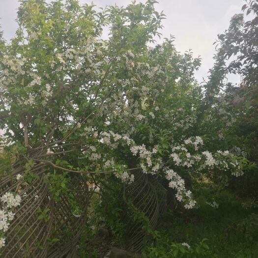 郯城县花瓶海棠苗木 造型海棠树桩 四季海棠花瓶树桩