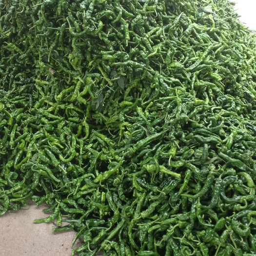 枣庄 芜湖椒，皱皮椒