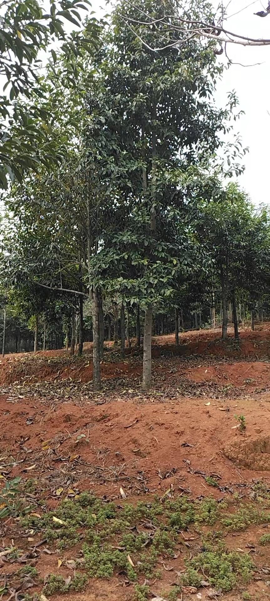 10公分乐昌含笑袋苗湖南广东乐昌含笑袋苗