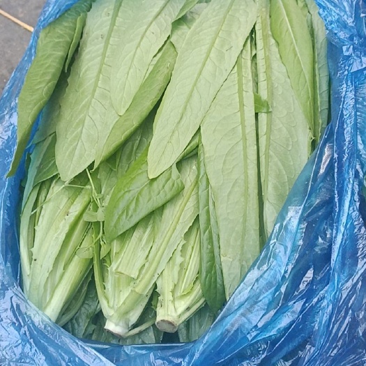 沈阳 精品油麦菜