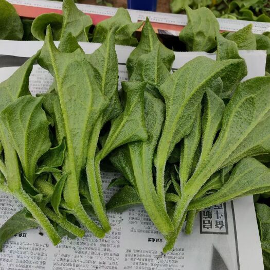 淄博非洲冰草 