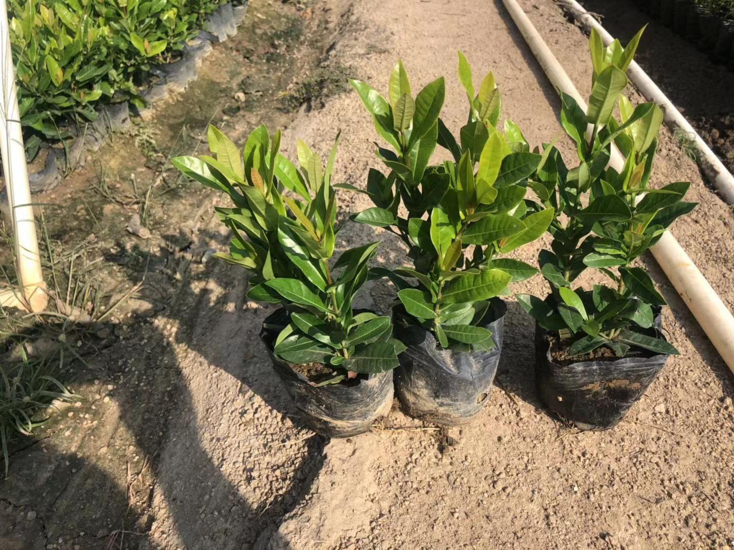 细叶龙船花