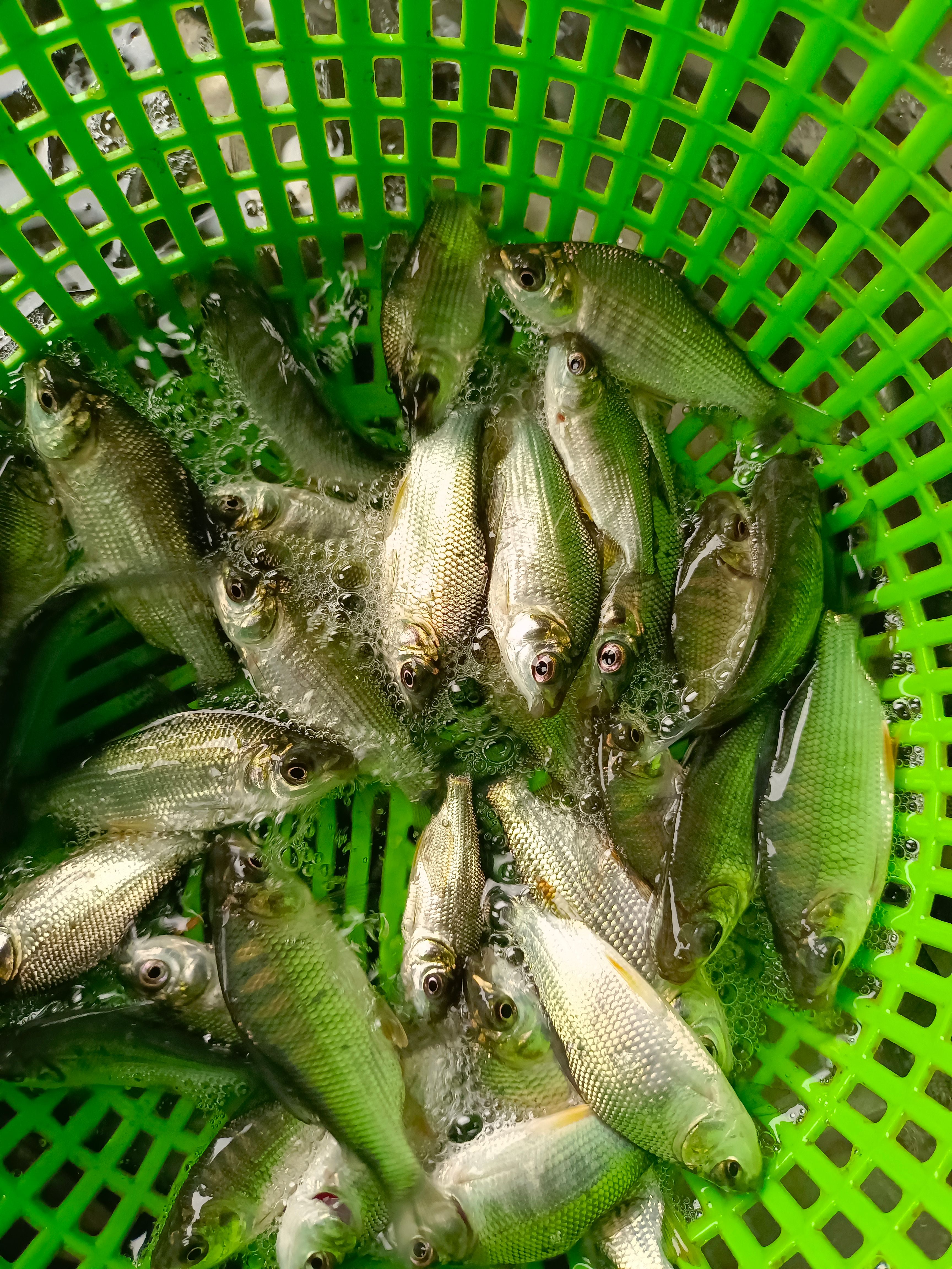  巴西鲷鱼苗，易养快大，抗病力强，产量高，场地直销，一手货源