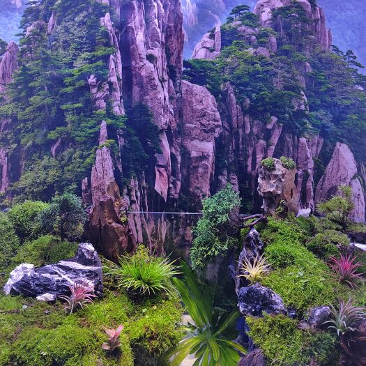 长沙窄冠侧柏 给你家玄关不出众的感觉