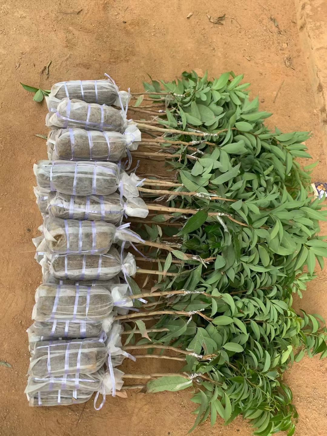 无核荔枝苗 嫁接苗 裸根苗