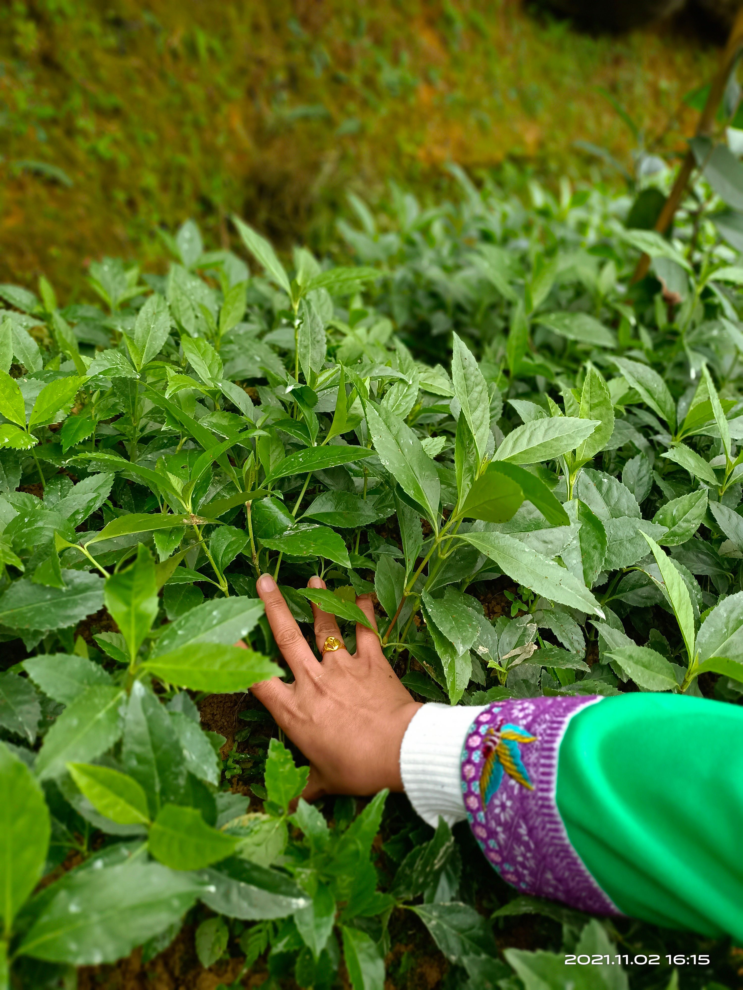 草珊瑚，节骨茶时生苗