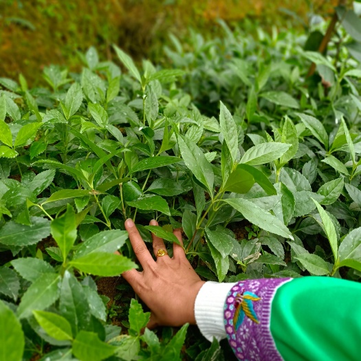 榕江县草珊瑚，节骨茶时生苗