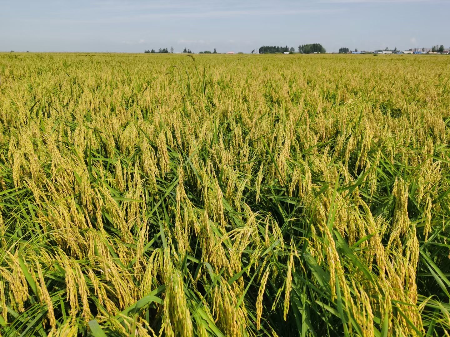 五常民乐稻花香大米绿色无污染农业种植，米饭油光靓丽