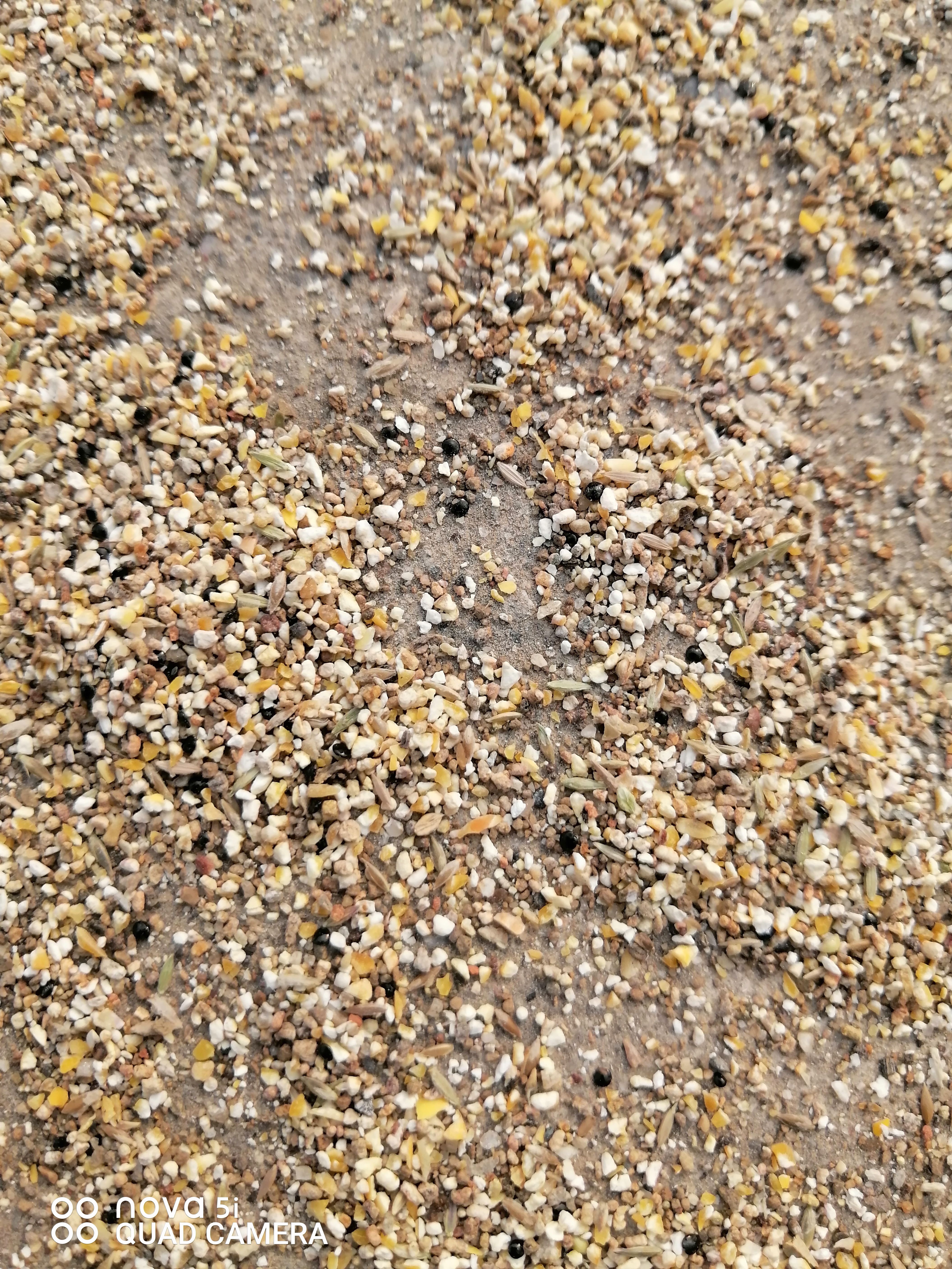 干玉米  玉米小碎料，