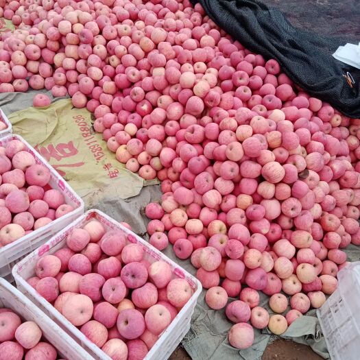 洛川县红富士苹果  洛川苹果二俭果，颜色红量，香甜多汁皮薄