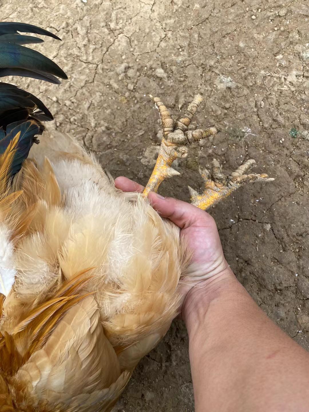 土鸡 6-7斤 活体发货 公鸡 