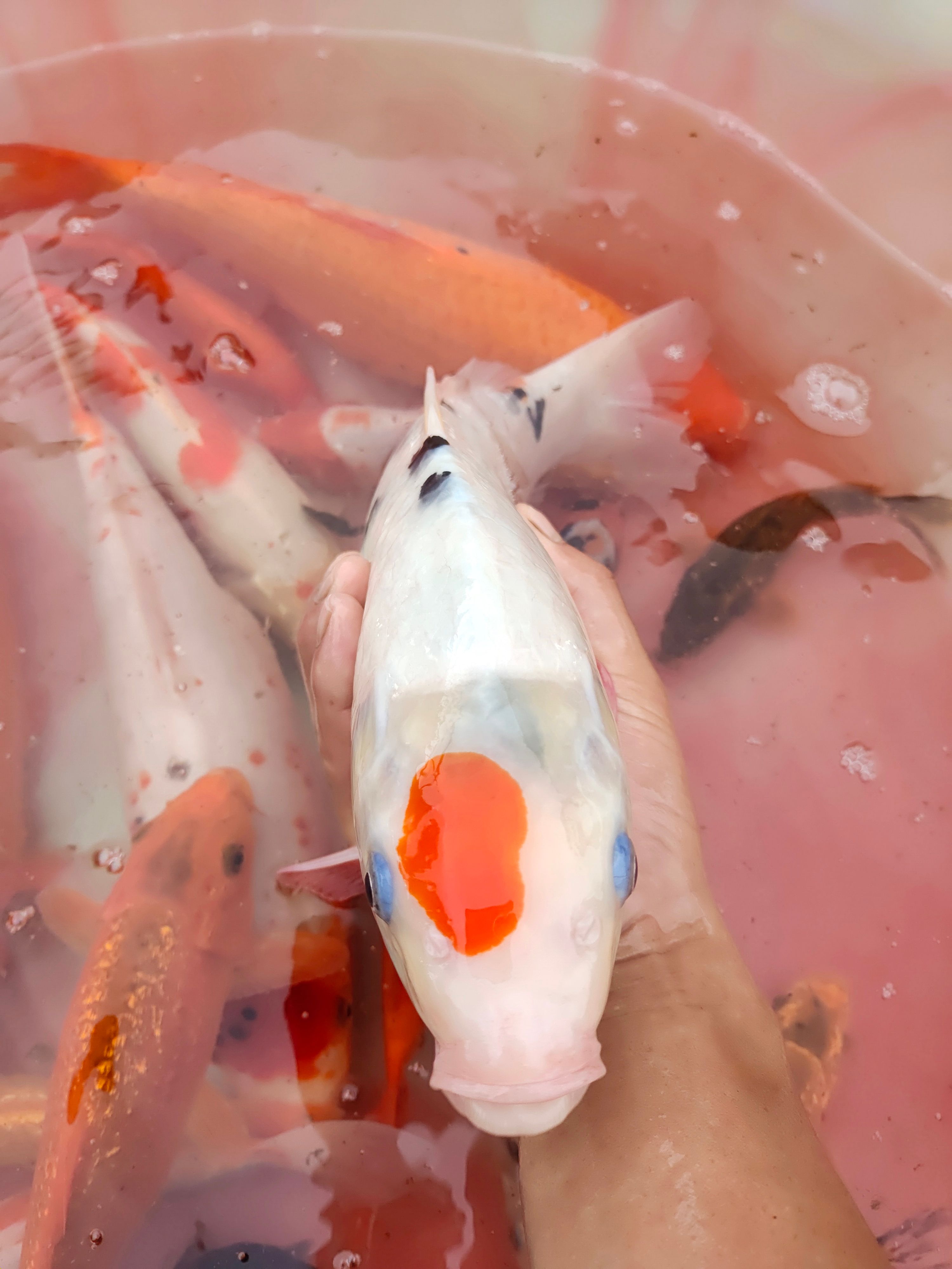锦鲤（锦鲤鱼苗）观赏鱼金鱼好运鱼红鲤鱼 花脊鱼 花鱼彩鱼景鲤