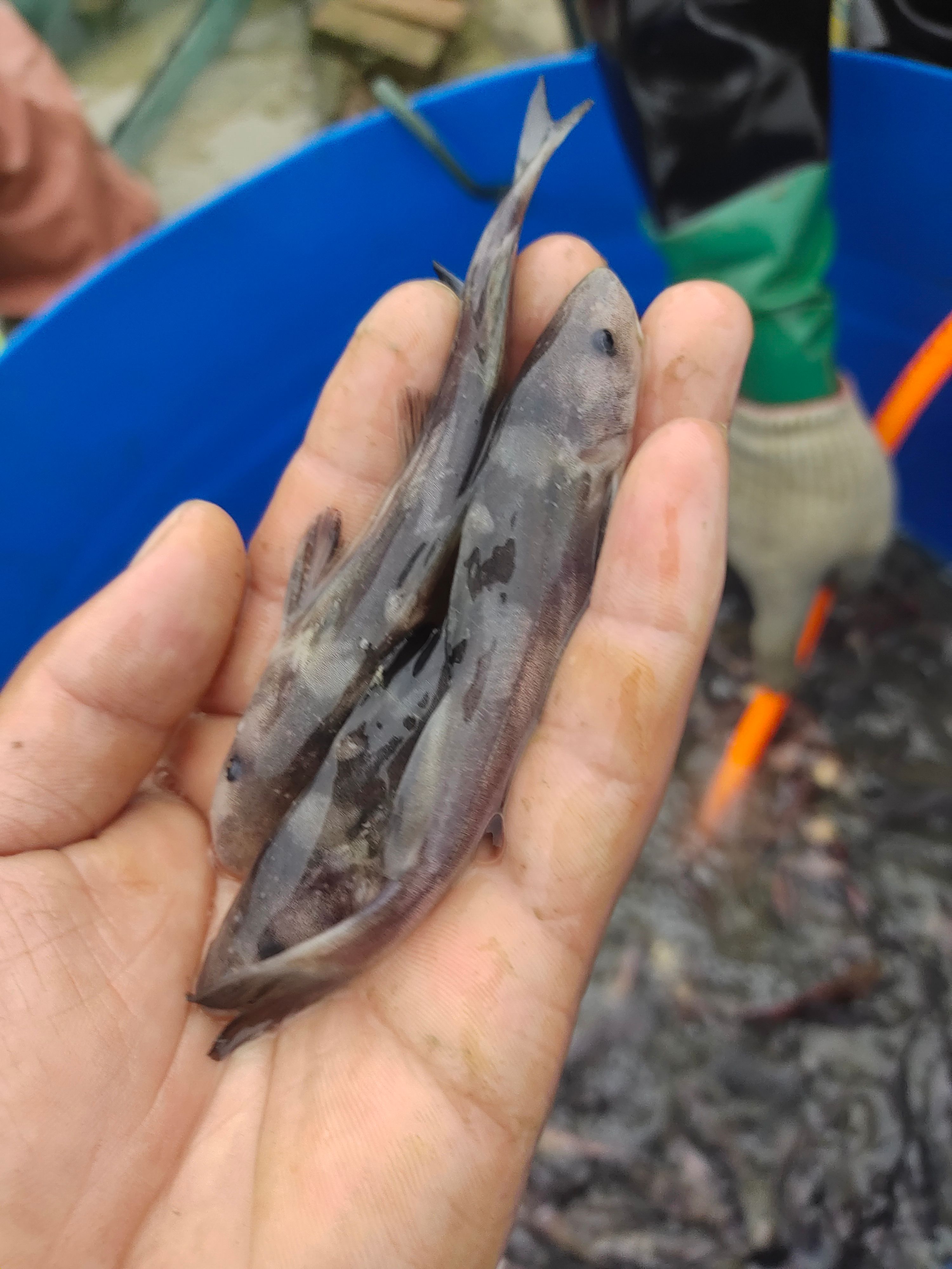 长吻鮠（鮰鱼，江团，肥沱，肥王鱼，淮王鱼）江团鱼苗长吻鮠鱼苗