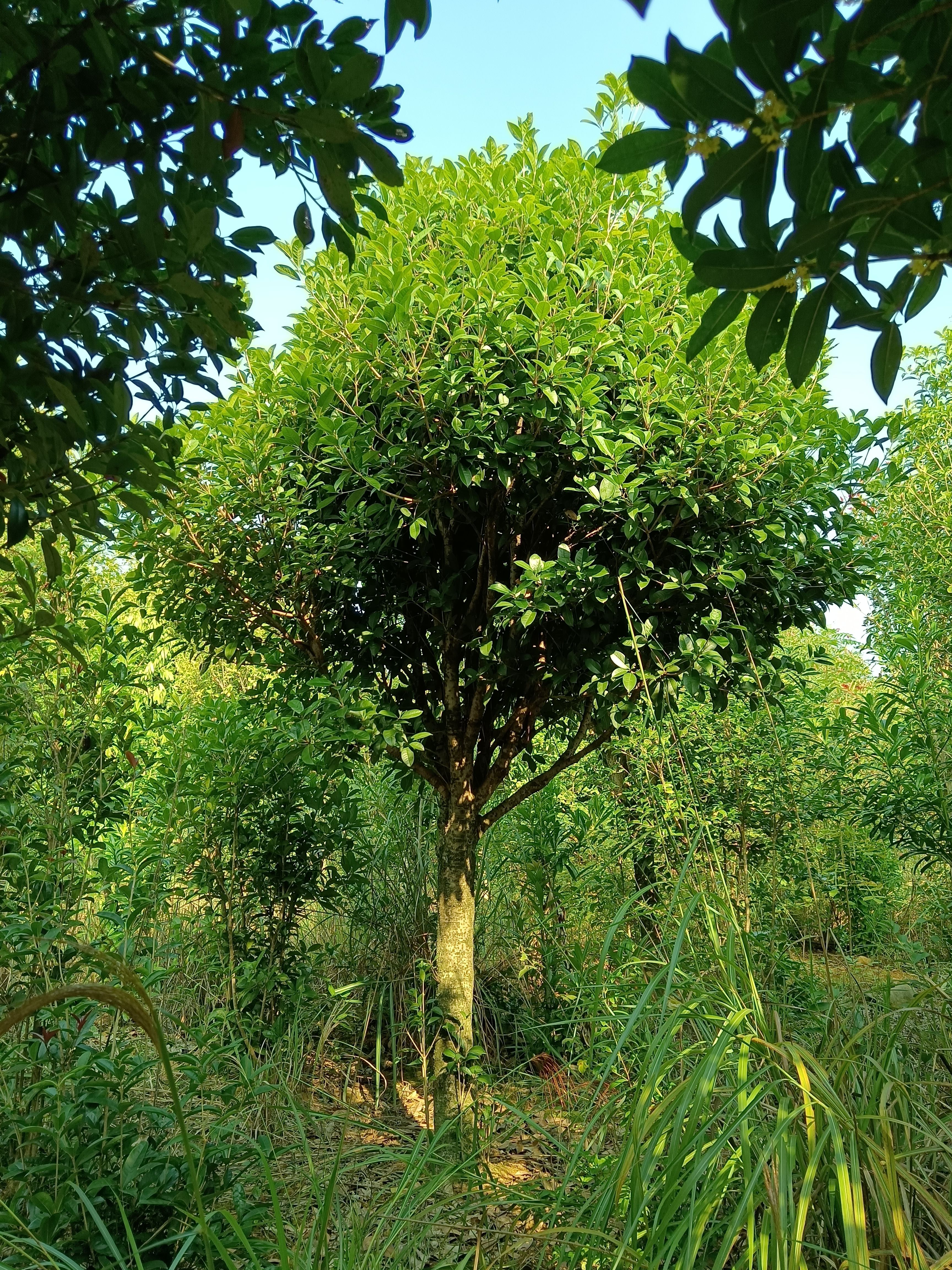 桂花树苗  桂花处理了