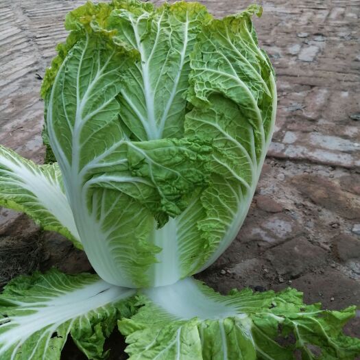 靖边县 大量批发黄心白菜