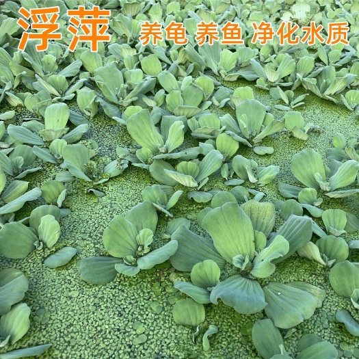 沭阳县水芙蓉水葫芦浮萍水草水生花卉植物养龟养鱼养虾水浮莲鱼缸造景