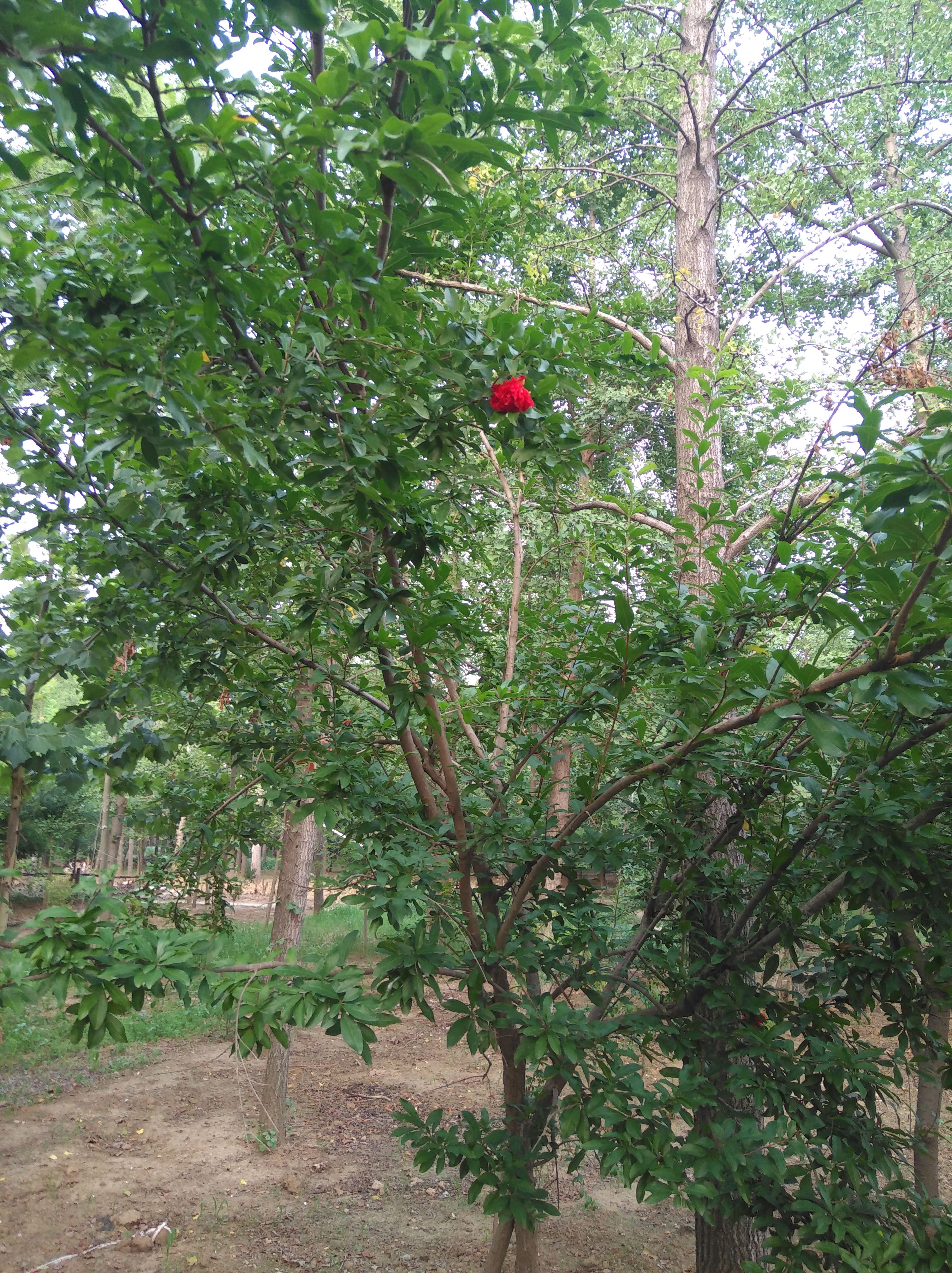 造型石榴树  石榴树桩石榴苗木石榴树基地