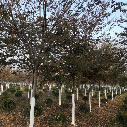 临沂榉树红榉树榉树苗木基地苗圃指树挖树