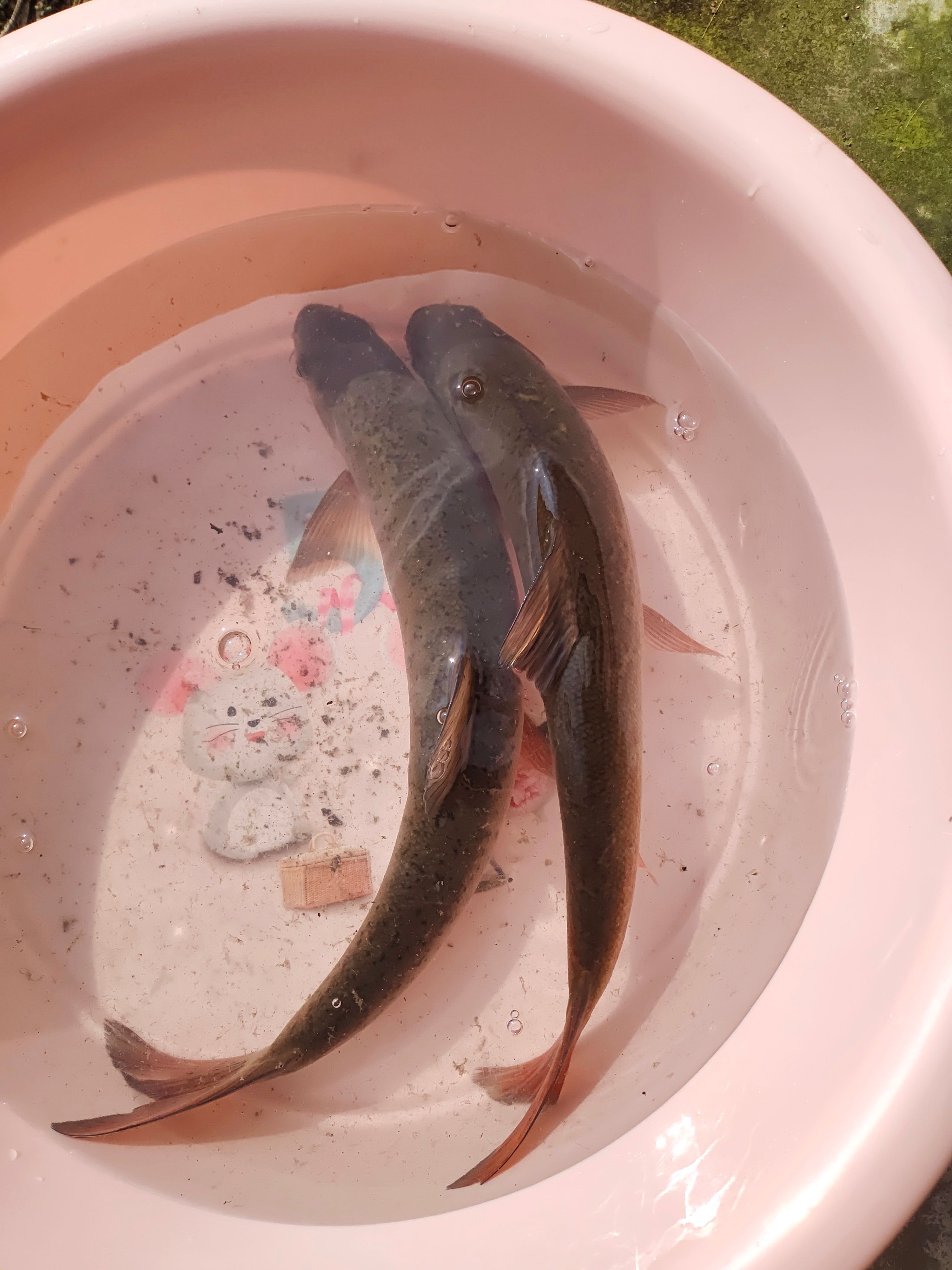 桂华鲮（青鳟青衣鱼）金沙鲈鲤岩鲤青波雅鱼青龙棒胭脂石扁条
