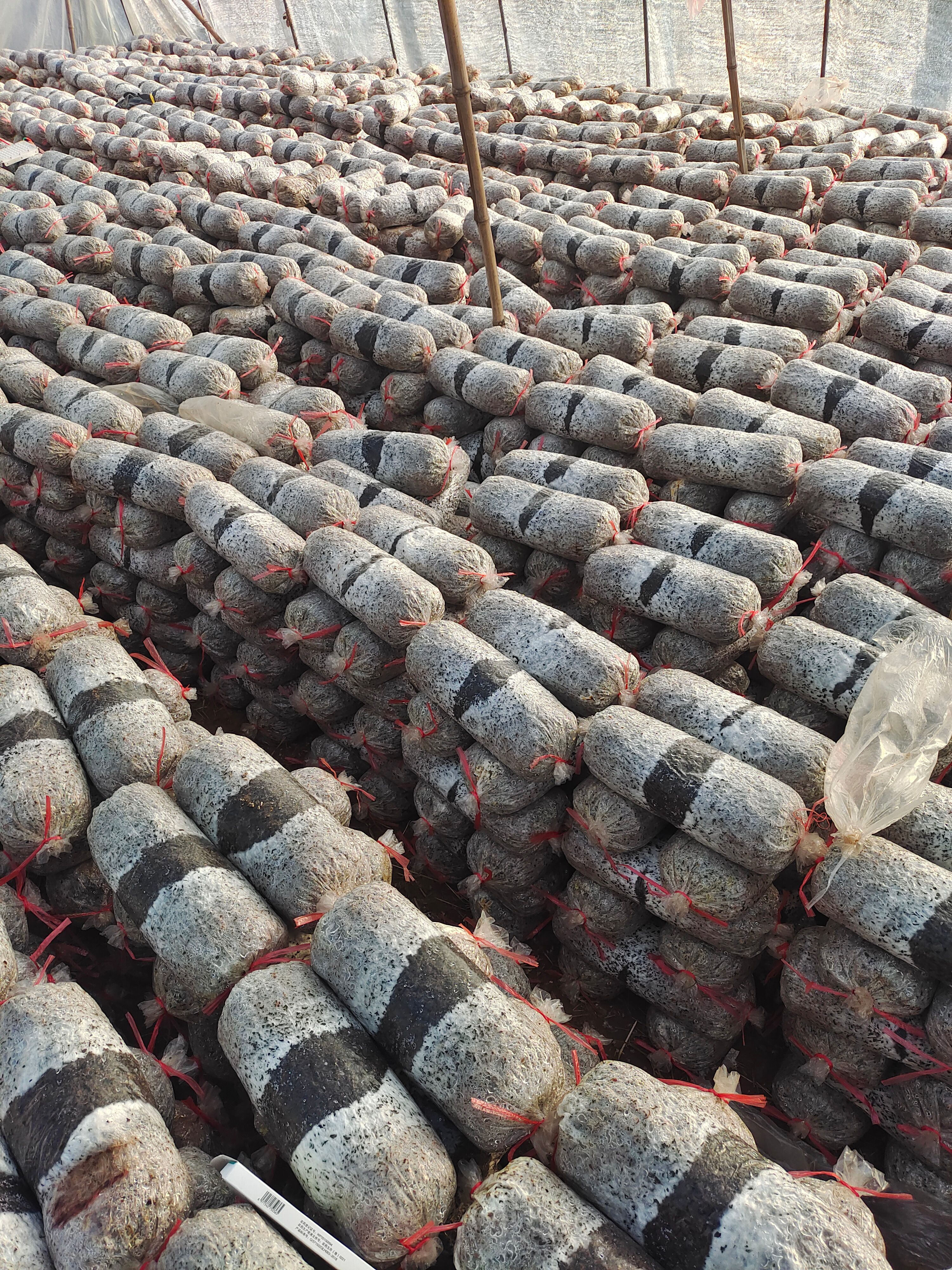 平菇菌种  ，菌包。