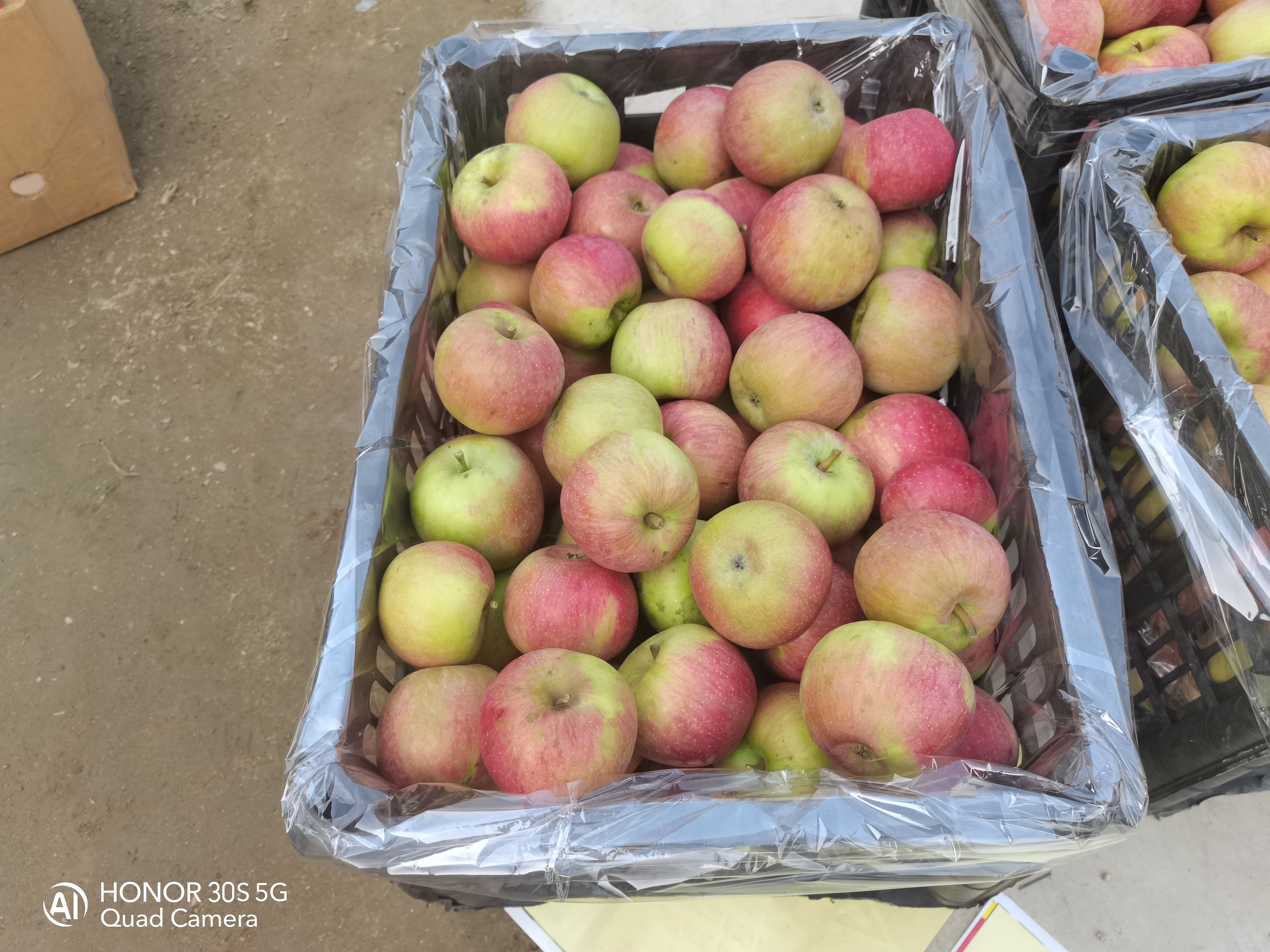 青龙县优质国光苹果