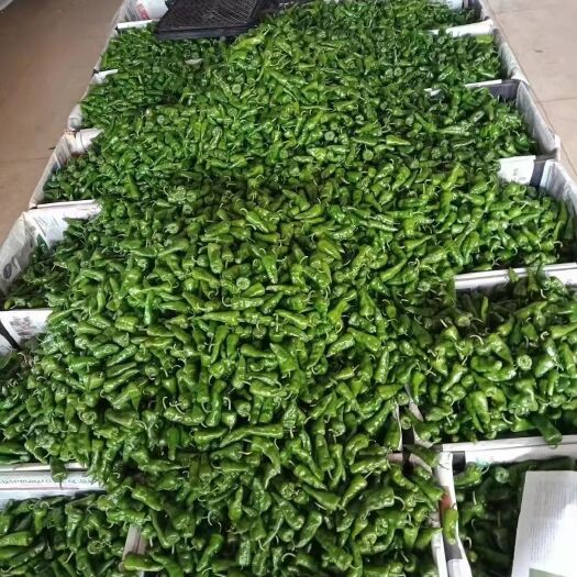 徐闻县薄皮椒 余干辣椒
