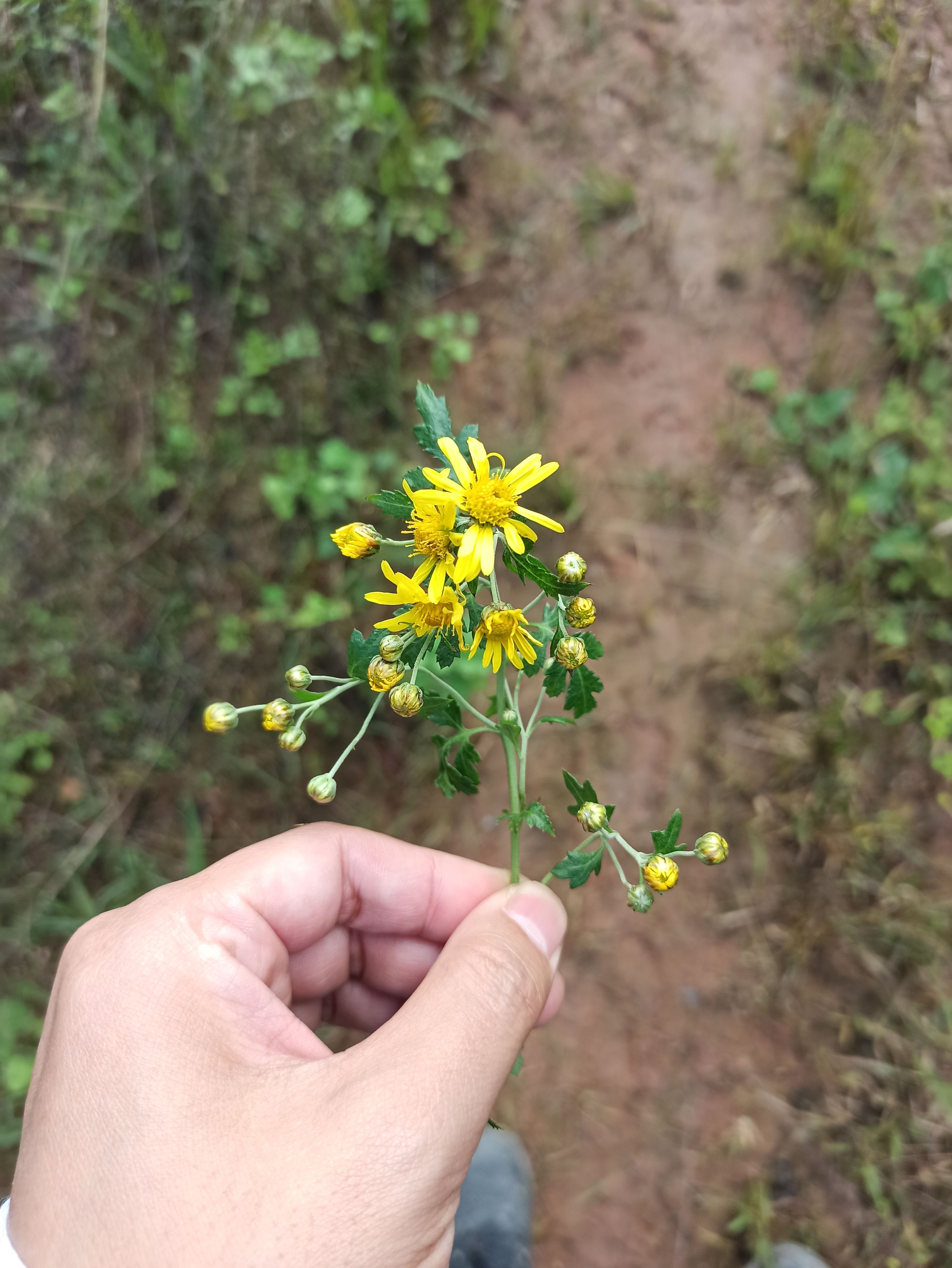 菊花茶  野菊花 2021年上新