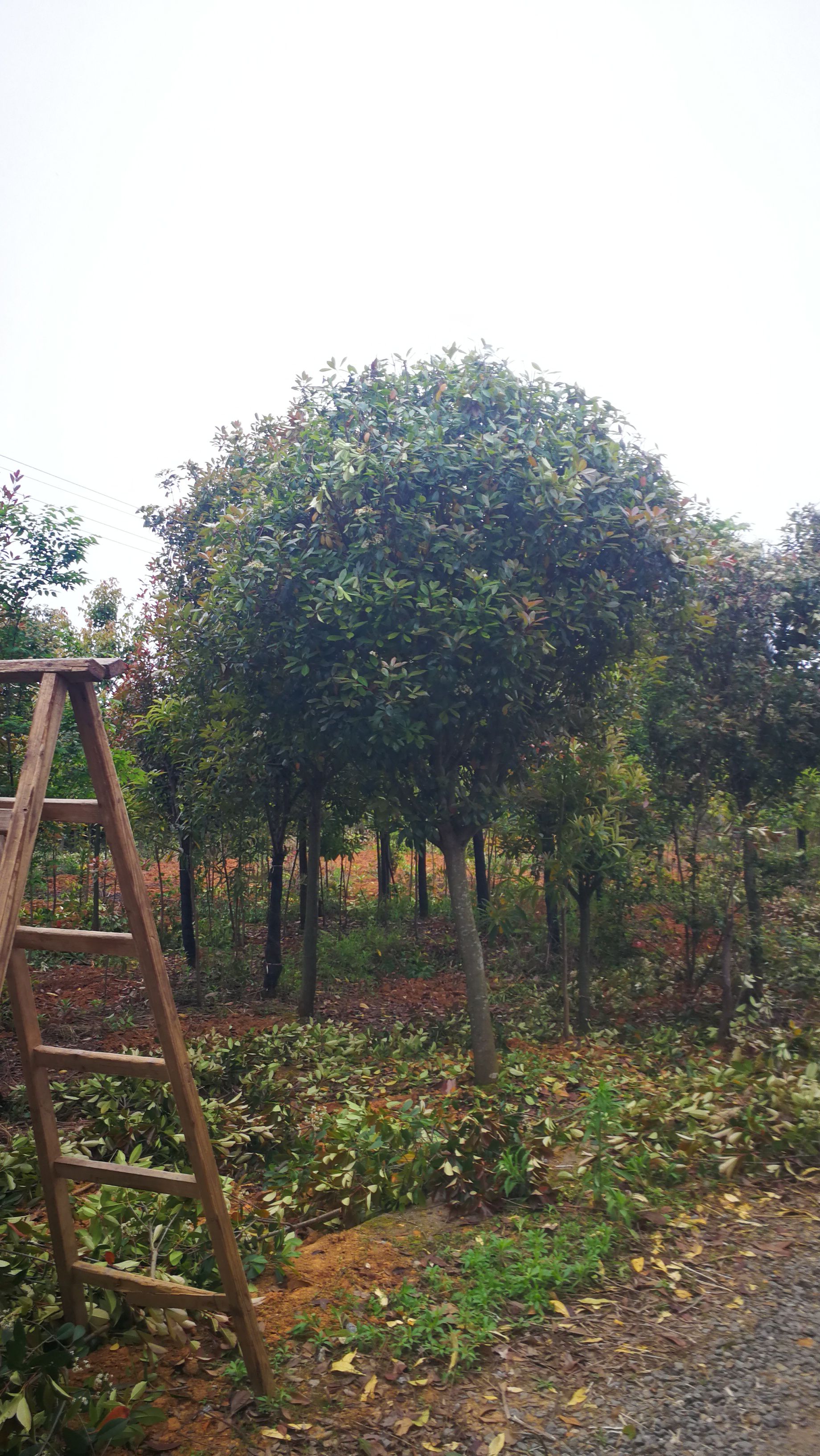 高杆红叶石楠 3.5米~5米 10~12公分 12~14公分 2~3米 带土球发货