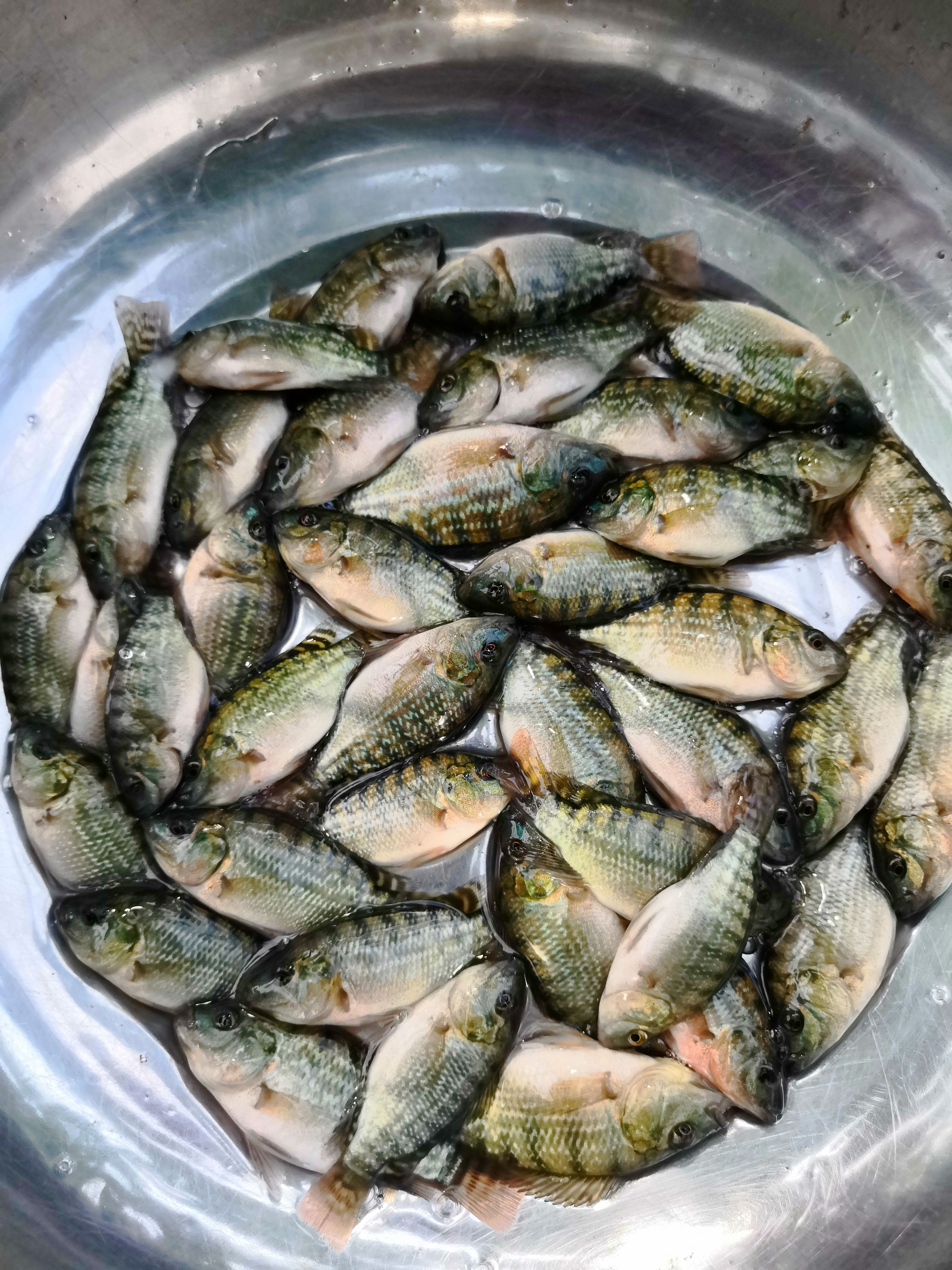 罗非鱼苗  罗非水花，青吉富罗非水花，杂交罗非水花