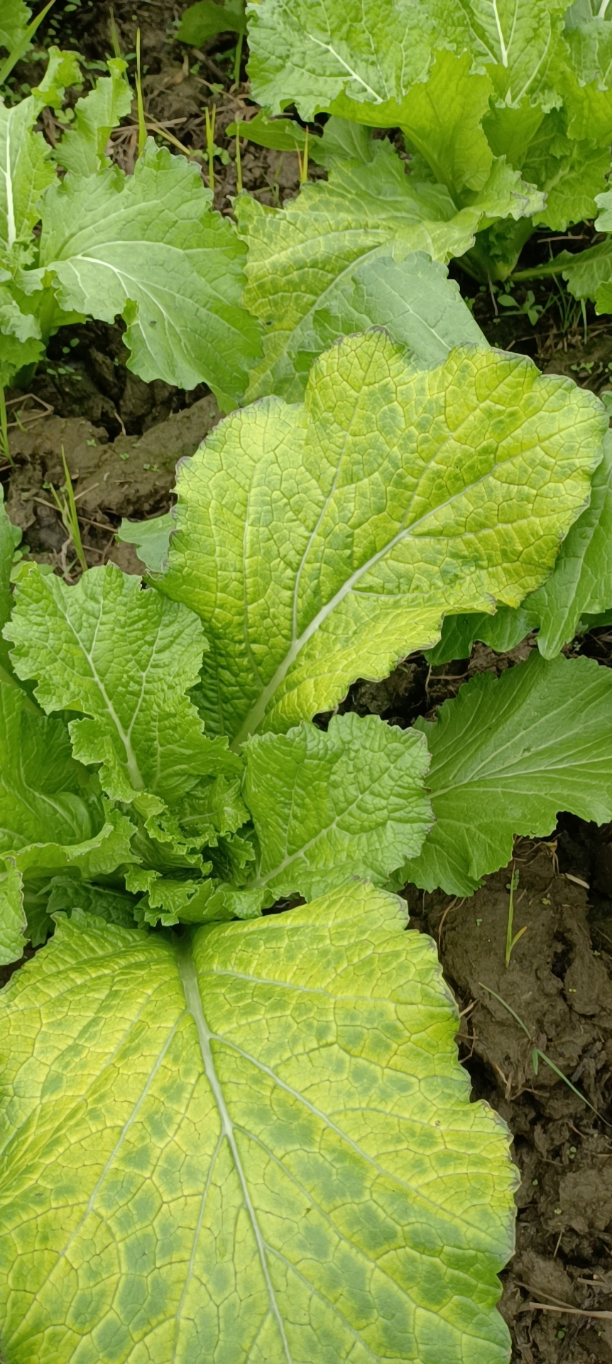 请问老师儿菜叶黄是什么原因引起的