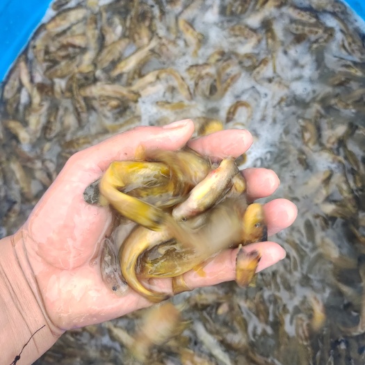黄颡鱼苗  he拟鲿（牛尾巴）牛尾巴鱼苗，白甲胭脂岩鲤老虎鱼