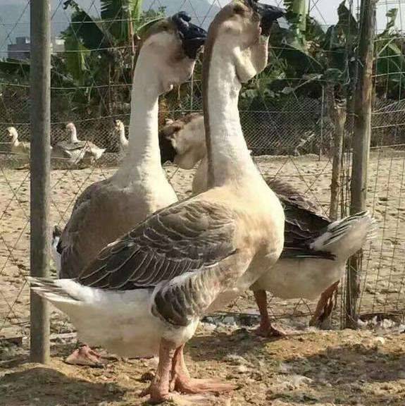 狮头鹅苗 特大种 汕头鹅 包打疫苗  全国发货