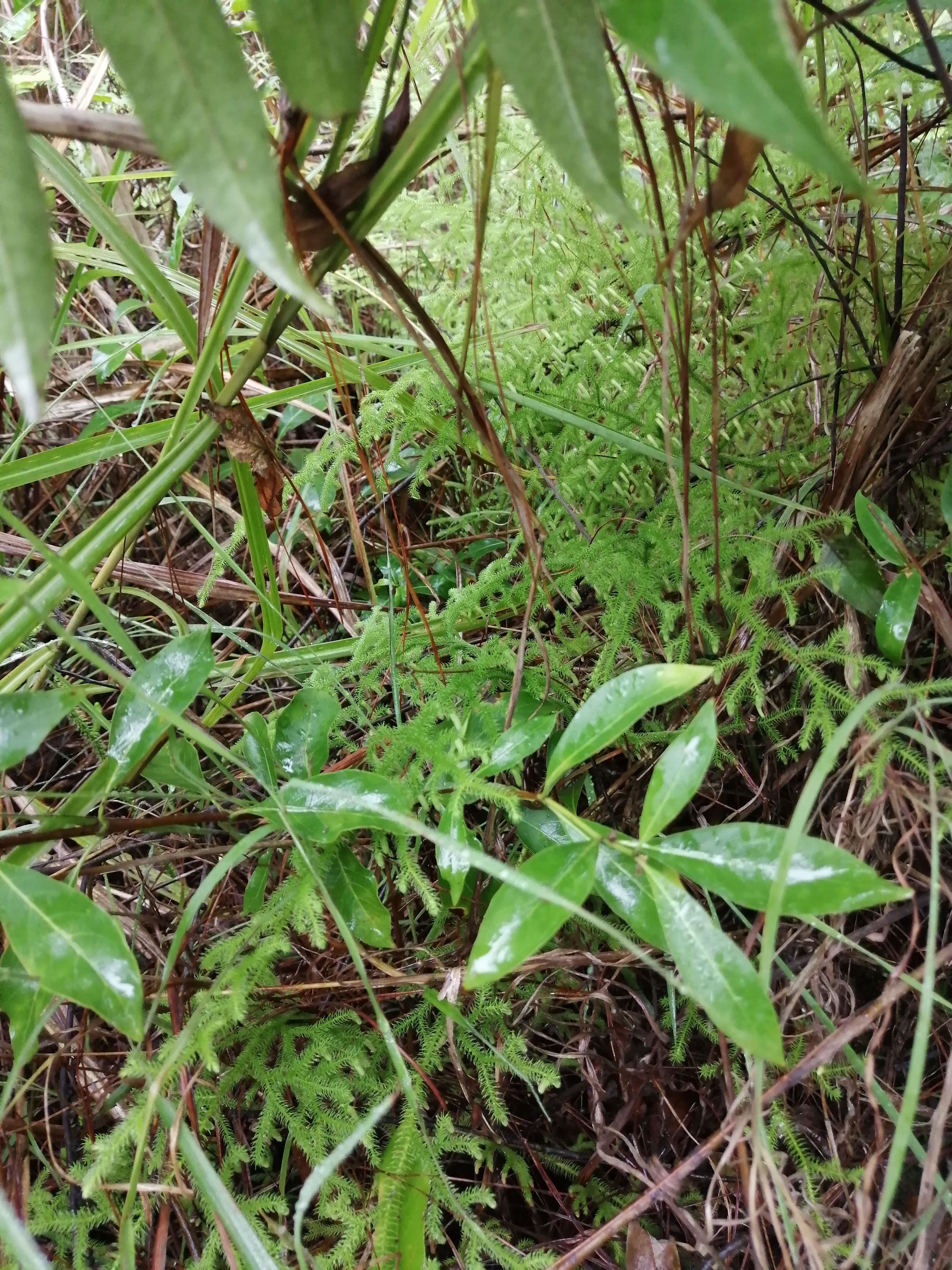 伸筋草，鲜货