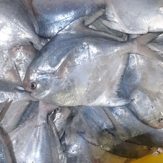 盐城白鲳鱼 流网中鲳鱼