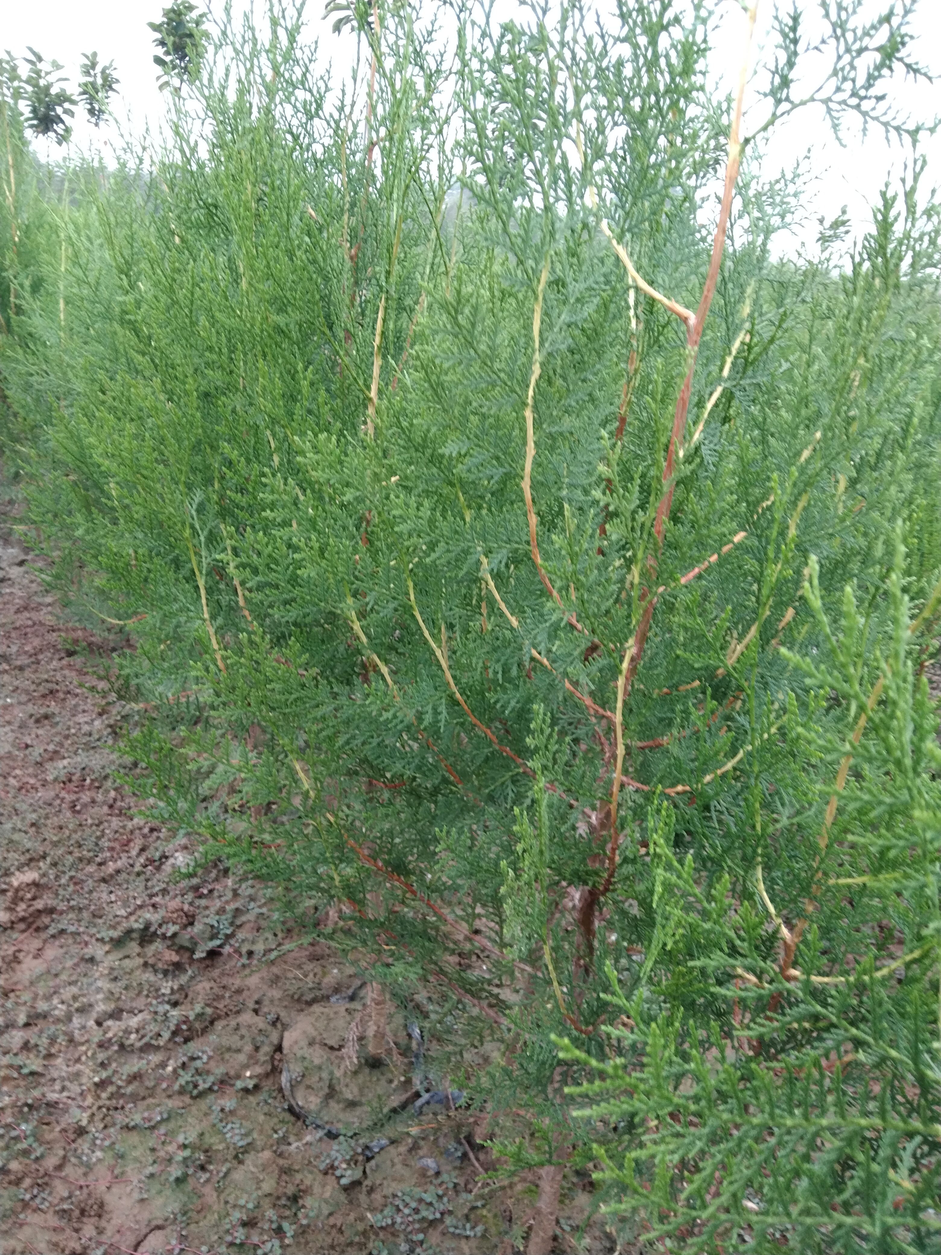 侧柏苗营养杯侧柏容器侧柏苗 崖柏苗香柏扁柏柏子树苗。