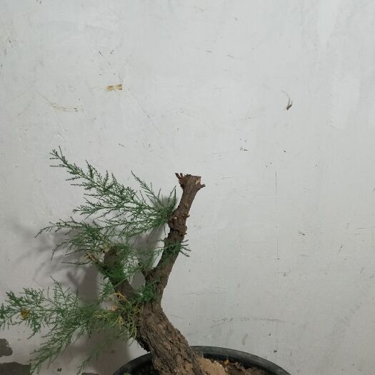 滨州 柽柳老桩盆景素材