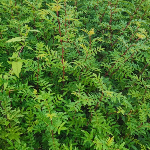 小红袍花椒苗 汉源贡椒苗