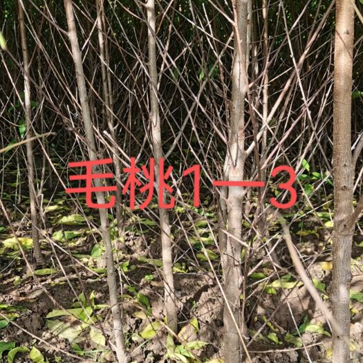 赞皇县 毛桃苗0.8一3公分