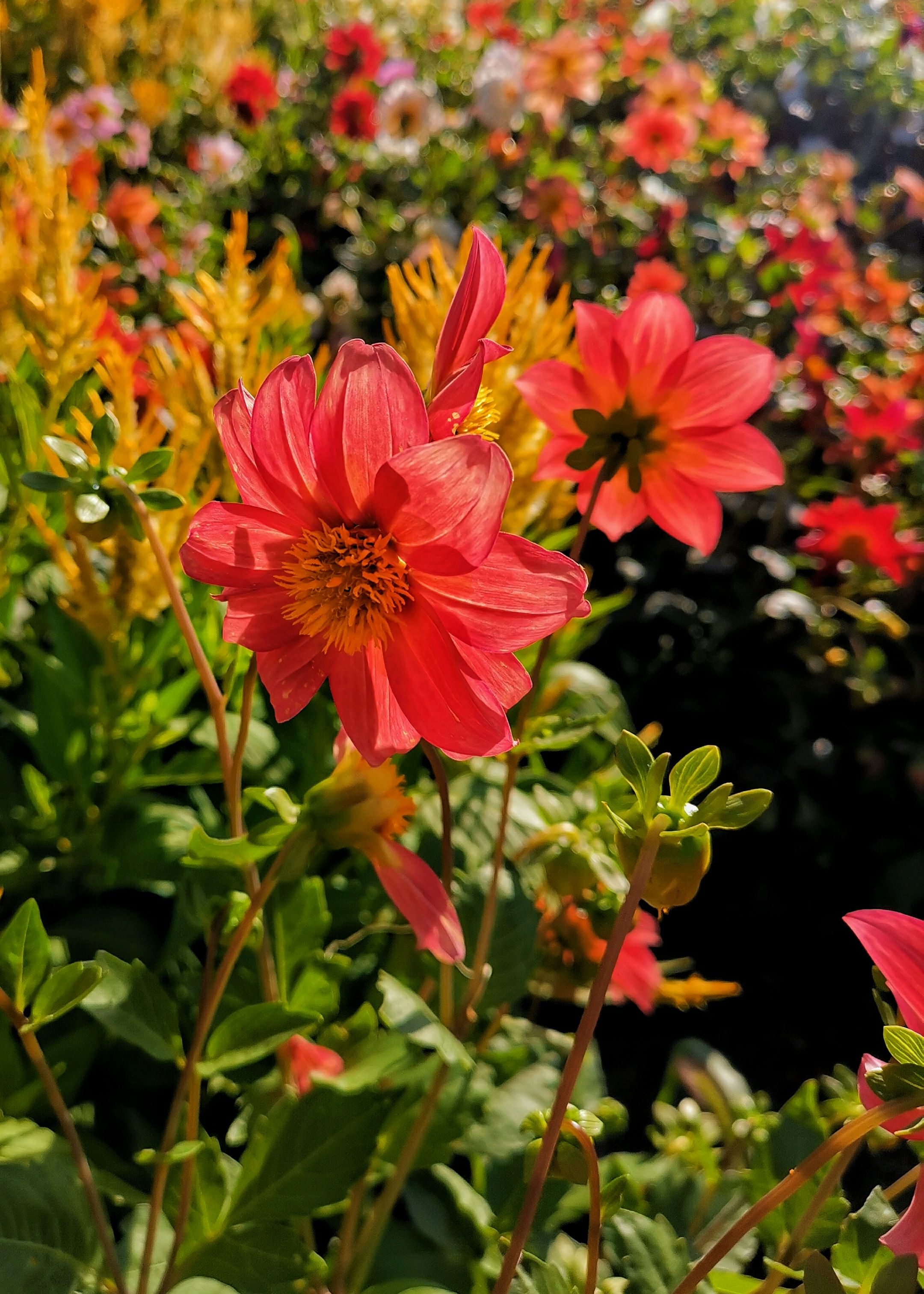 小丽花种子 小丽菊小理花四季易种庭院阳台种子景观花